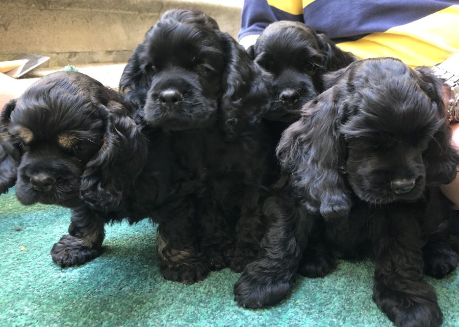 cuccioli cocker americano