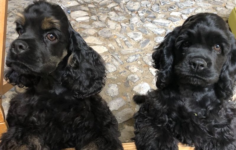 cuccioli cocker americano wesscockers